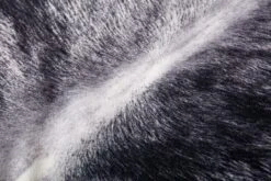 P0979 CHARCOAL 7 P0979 CHARCOAL -Loloi Rugs P196P0979CC00PIL3 5Bhover 5D 20